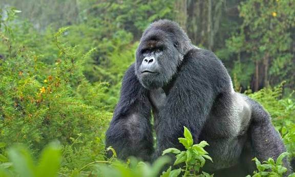 Gorilla Trekking